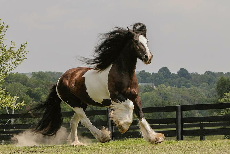 Gypsy Vanner Horse Running in Field Wild Horses Decor Galloping Horses Wall Art Horse Poster Print Poster Horse Wall Decor Running Horse Breed Poster Laminated Dry Erase Wall Poster, HD wallpaper