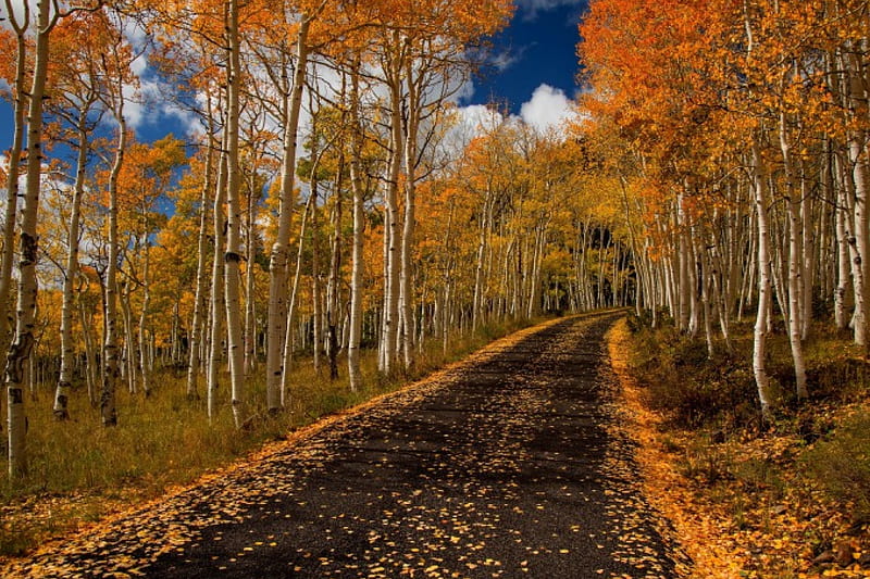 Autumn, autum, forest, colorful, fall, colors, park, trees, leaves, autumn splendor, path, nature, walk, road, HD wallpaper