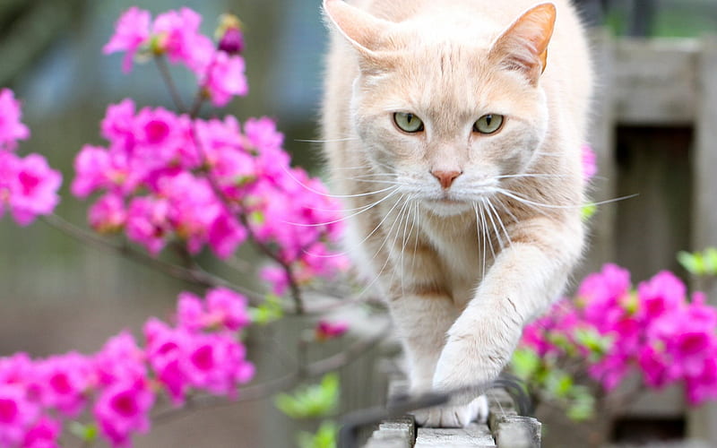 Cat, spring, fence, pets, beige cat, pink flowers, HD wallpaper