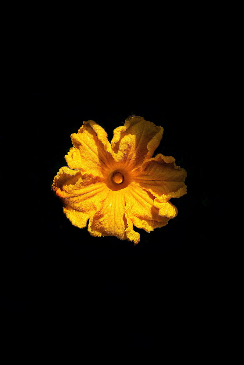 flower, petals, yellow, black, HD phone wallpaper