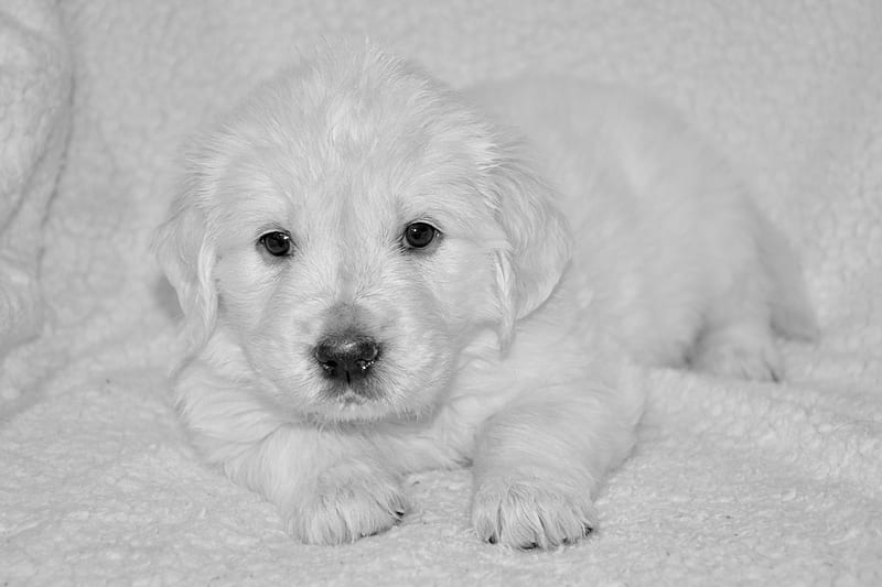 Golden Retriever puppy, cute, caine, paw, white, golden retriever, puppy, dog, animal, HD wallpaper