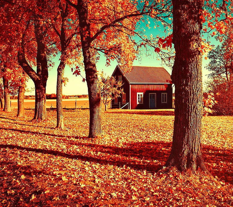 Autumn Day, look, nice, HD wallpaper