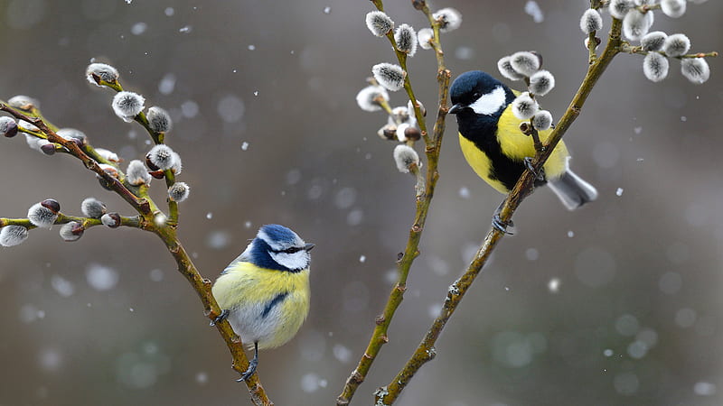 Yellow Blue White Titmouse Birds Are Standing On Tree Branches In Snowfall Background Birds, HD wallpaper