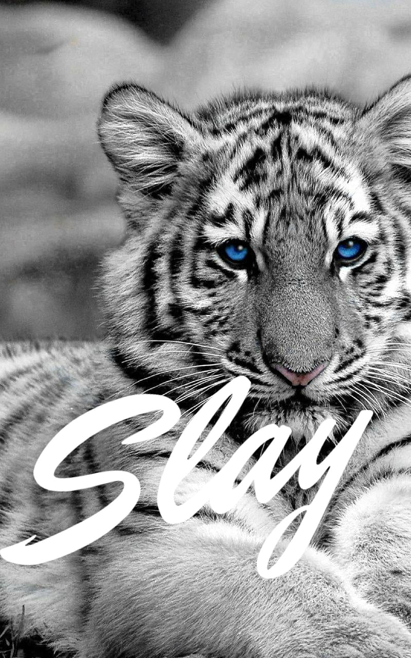 White tiger slay, HD phone wallpaper