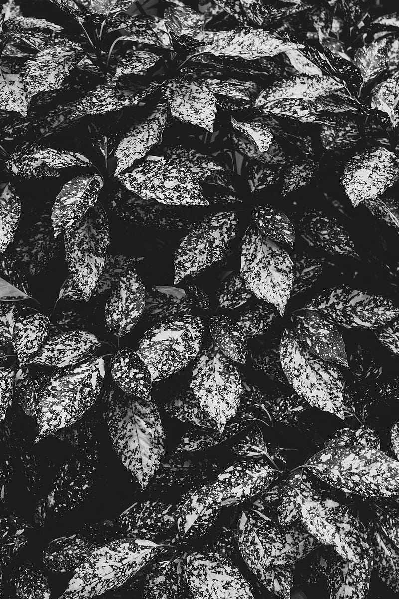 leaves, spotted, bw, plant, gray, HD phone wallpaper