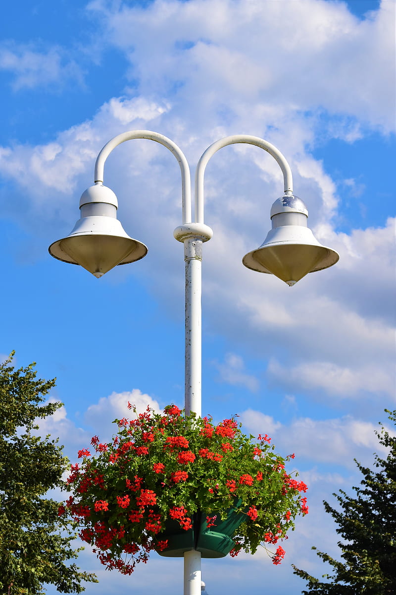 red petaled flowers on white lamp post, HD phone wallpaper
