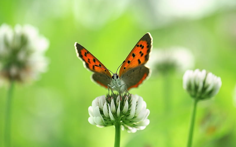 Butterfly Closeup, wings, weed, dots, orange, antennias, butterfly, green, flower, nature, white, animals, HD wallpaper