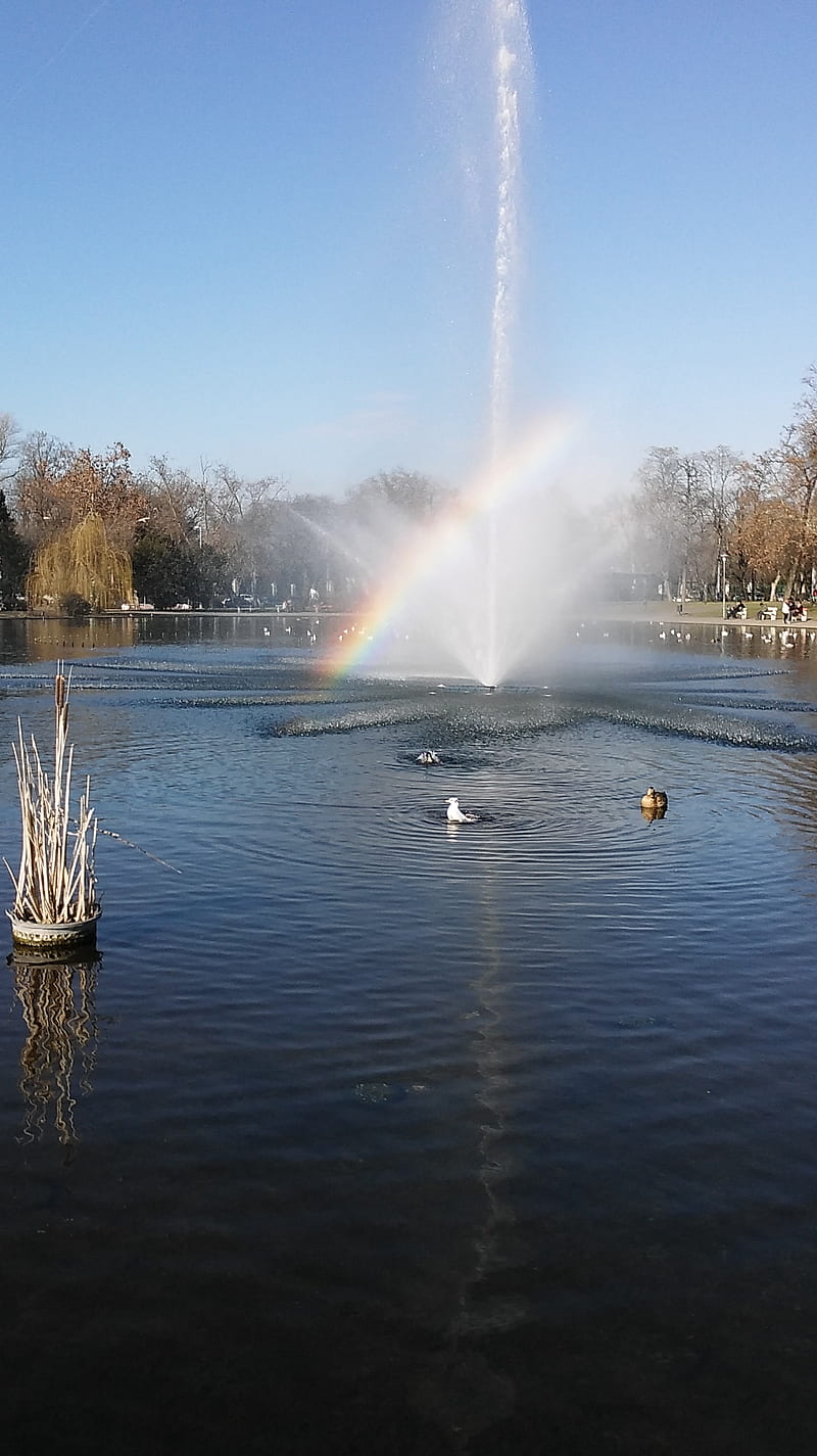 Fountain of BP, budapest, duck, hungary, lake, rainbow, HD phone wallpaper