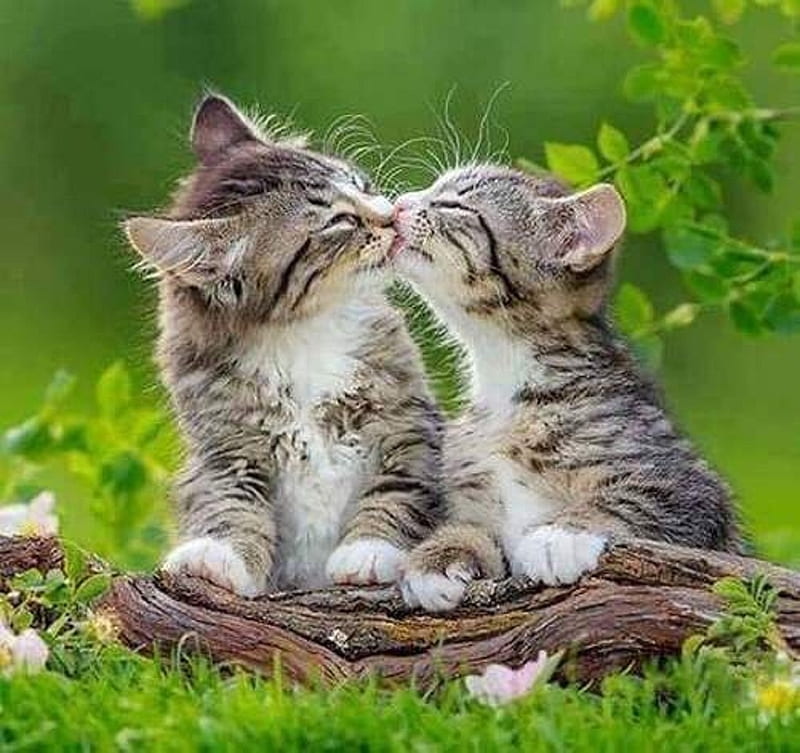 friendly kiss, kittens, cats, kiss, animals, friendly, HD wallpaper.