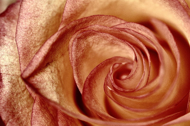 rose, petals, flower, swirling, HD wallpaper