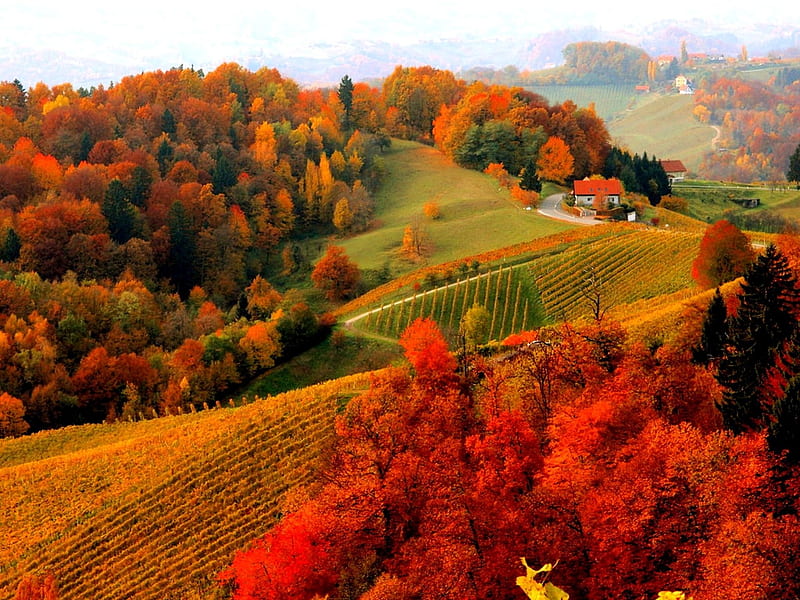 Vineyards in Autumn, House, Road, Fall, Vineyard, Forest, Colorful, Trees, Landscape, Rust, Bright Colors, Farm, Gold, Red, Hillside, Brown, Rows, Orange, Foilage, Beige, Village, Mountains, Green, Colors, Fields, Autumn, HD wallpaper