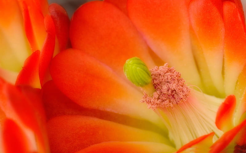 claret cup cactus blossom-beautiful flowers, HD wallpaper