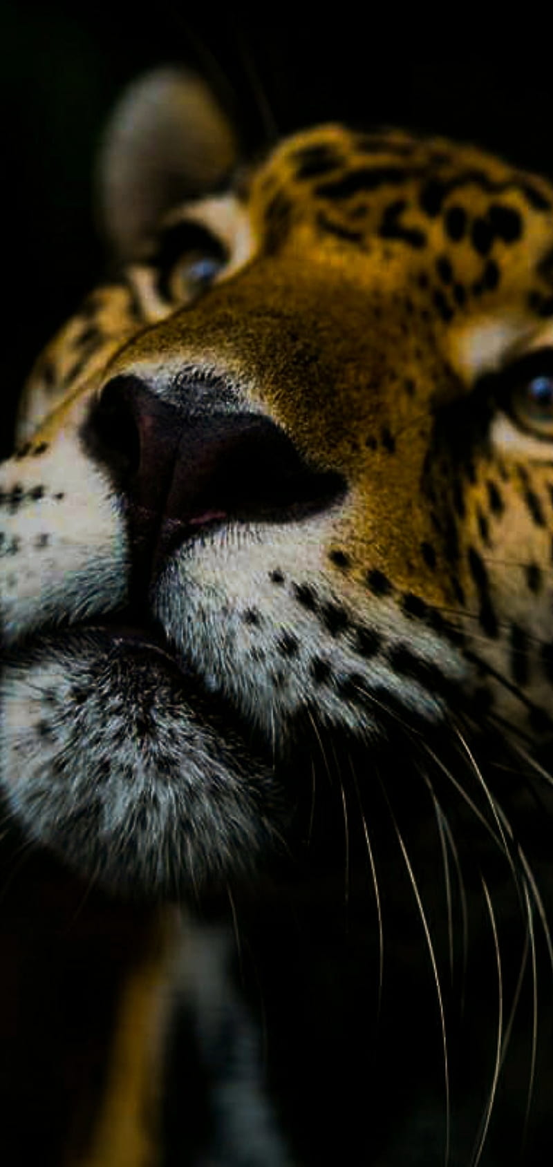 Jaguar, animal, black, face, HD phone wallpaper | Peakpx