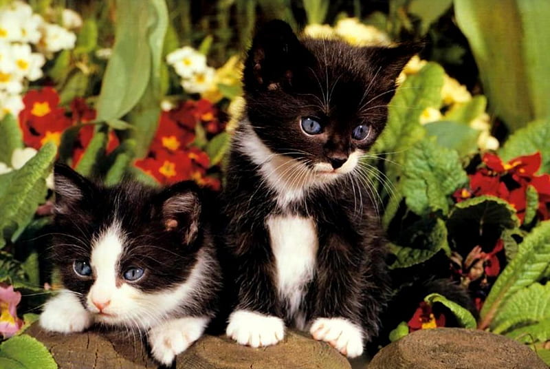 Garden Babies, black and white kittens, kittens, flowers, garden, blue eyes, wood, HD wallpaper