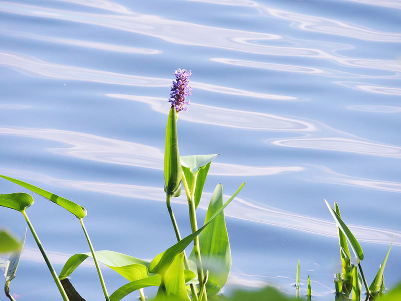 Water Hyacinth, Summer, Lake, graphy, Flower, HD wallpaper