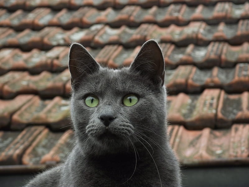russian blue cat on brown roof, HD wallpaper