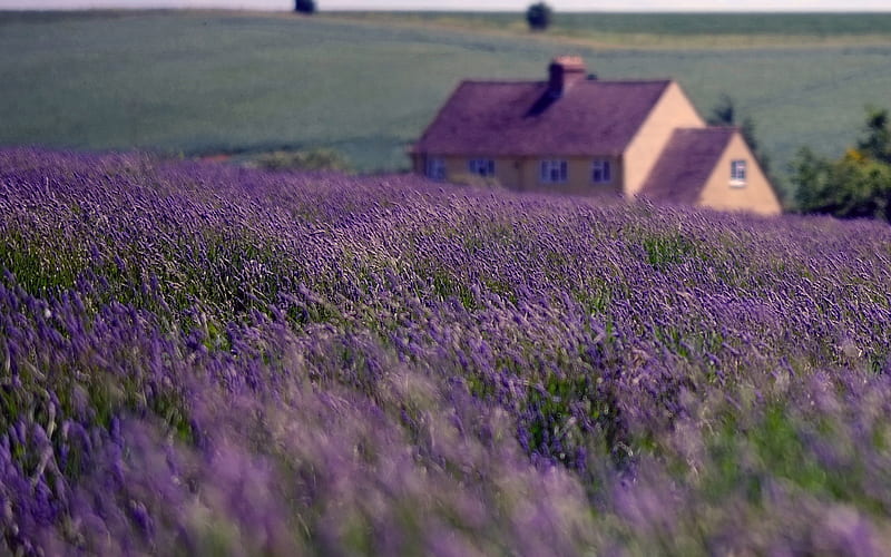 England, village, summer, lavender, UK, United Kingdom, HD wallpaper
