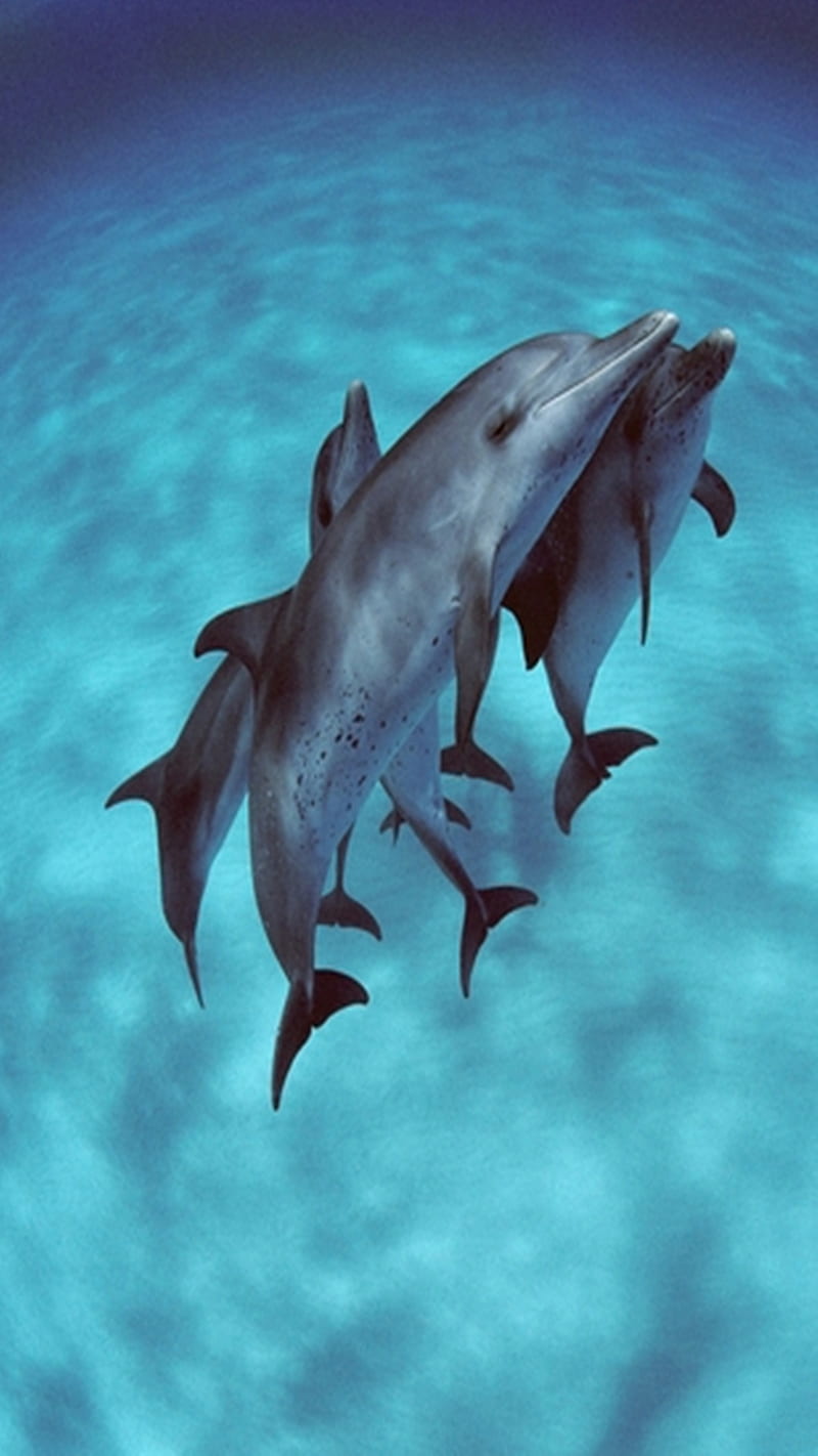 Dolphins, sea, HD phone wallpaper