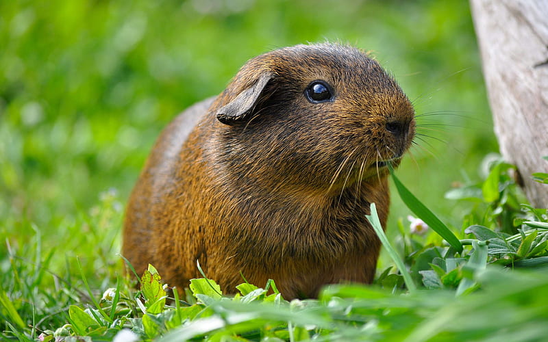 guinea pig rodent, small brown animals, green grass, cute animals, Cavia porcellus, HD wallpaper