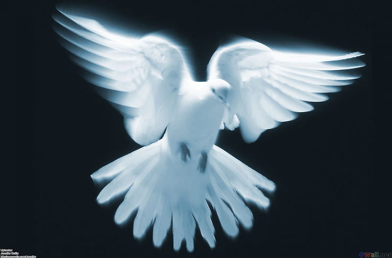 White dove in flight, pigeon, wings, bird, flight, dove, peace, HD wallpaper  | Peakpx
