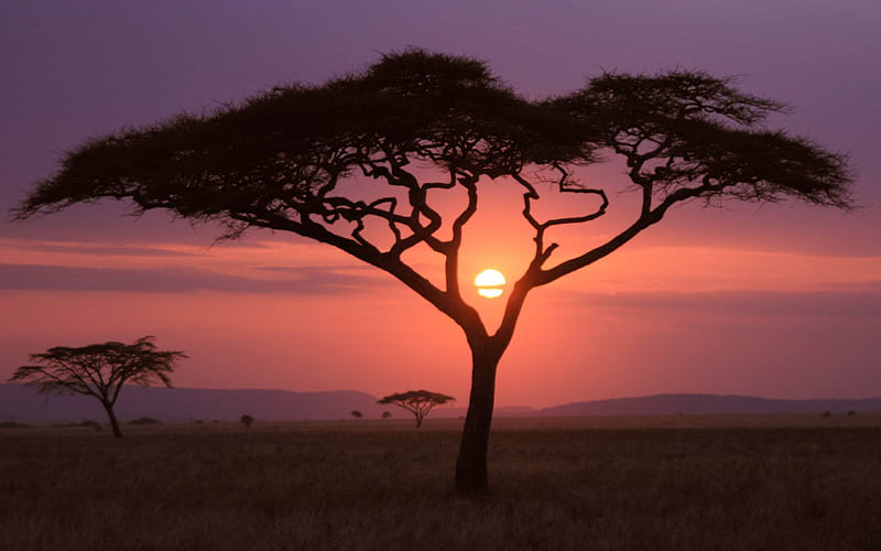 Sunset African grasslands-MAC OS X Mountain Lion, HD wallpaper