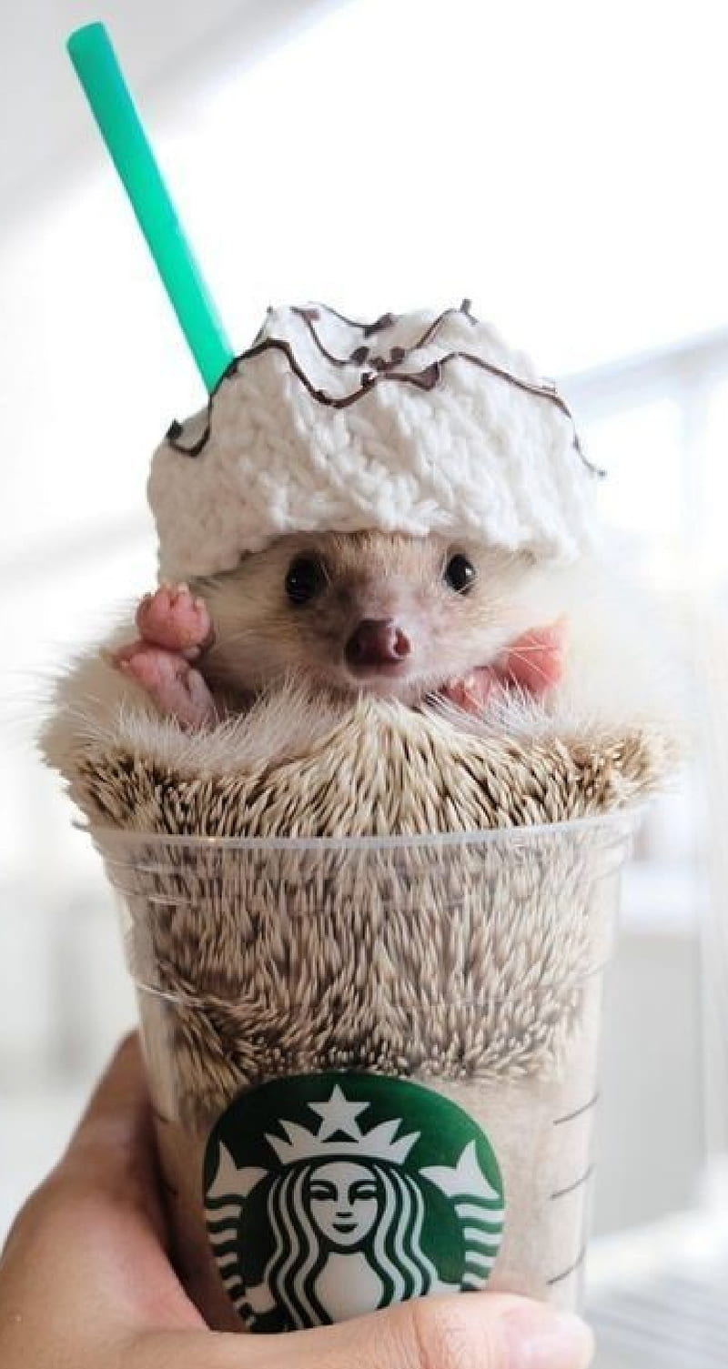 Mr Pokee Starbucks, animal, coffee, cute, hedgehog, love, romance, HD phone wallpaper