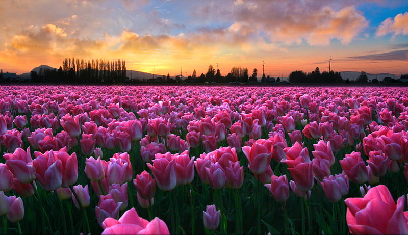 Tulip festival in Skagit valley, pretty, festival, orange, bonito, clouds, valley, nice, flowers, tulips, skagit, pink, lovely, sky, summer, nature, meadow, field, HD wallpaper
