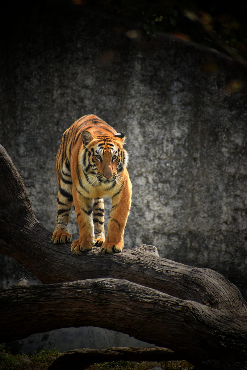 tiger, glance, predator, tree, big cat, HD phone wallpaper