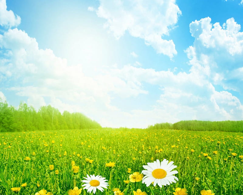 Green field, flowers, nature, sky, field, HD wallpaper