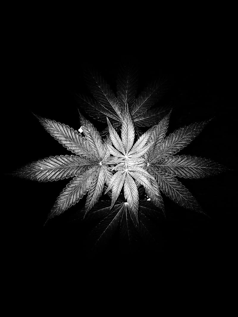 W**d, 420, marijuana, plant, pot, HD phone wallpaper