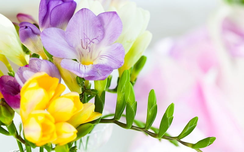 Happy Women's Day!, lilac, yellow, spring, woman, sia, purple, flower, day, pink, HD wallpaper