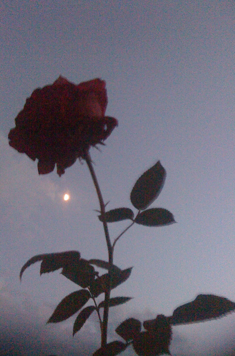 Red Rose, bonito, moon, nice, HD phone wallpaper | Peakpx