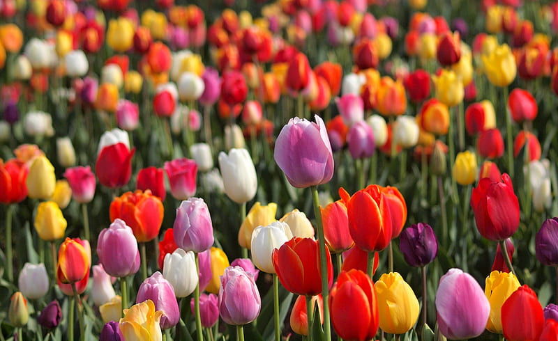 Tulips, flower, colors, amazing, tulip, HD wallpaper | Peakpx