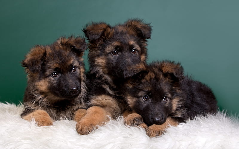 German Shepherd, puppies, bokeh, pets, cute animals, family, dogs, German Shepherd Dog, HD wallpaper