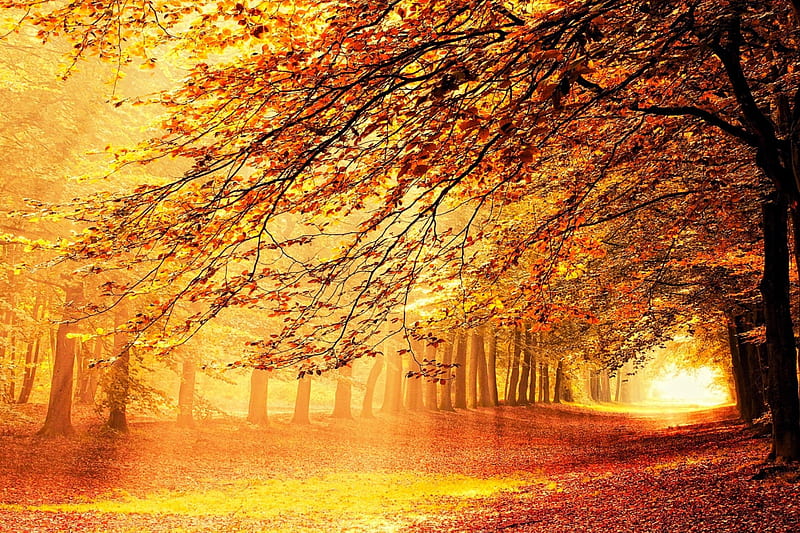 Pans Residence, red, fall, autumn, Netherlands, orange, sunlight ...