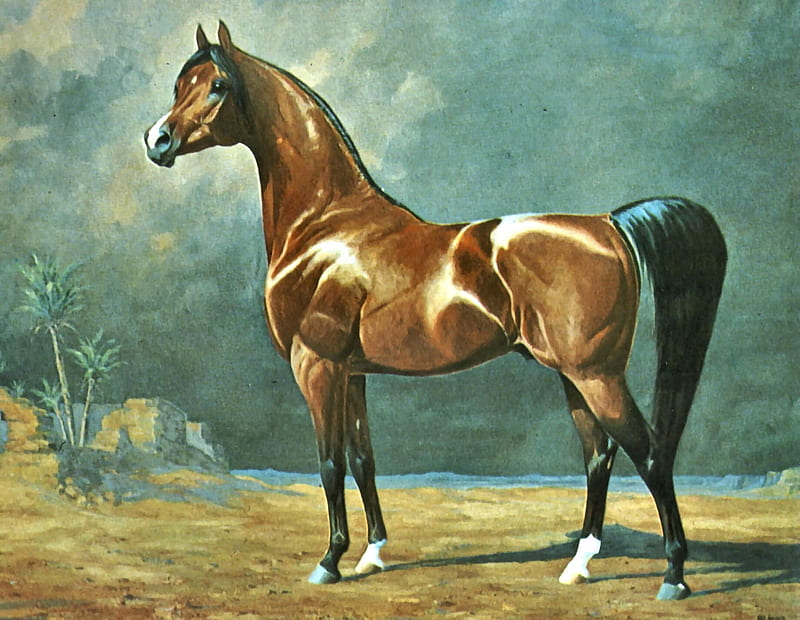 Eter - Horse F, art, Gladys Brown Edwards, Edwards, equine, bonito, horse, artwork, animal, Arabian, painting, wide screen, HD wallpaper