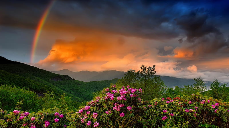 Rainbow over mountain, pretty, colorful, amazing, lovely, fiery, bonito, rainbow, sky, mountain, sumet, wildflowers, rain, landscape, HD wallpaper