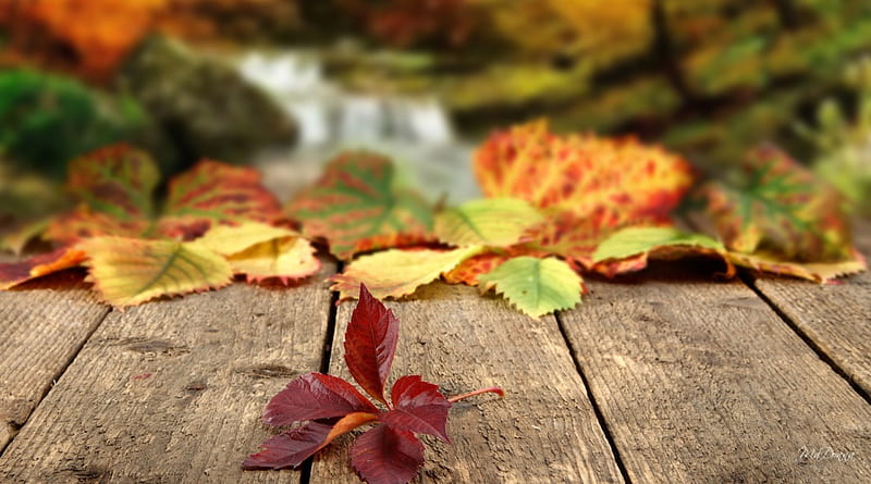 Where Autumn Leaves Fall, fall, autumn, leaves, porch, board walk, deck, HD wallpaper