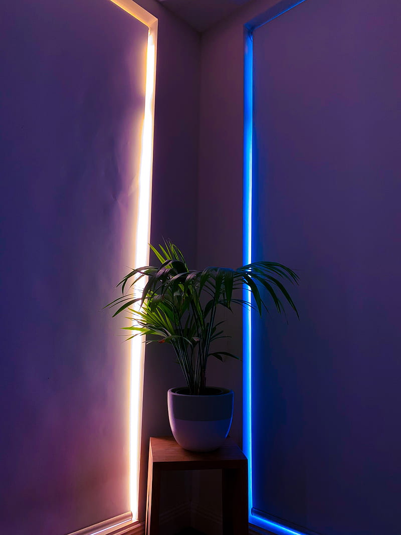 plant, pot, neon, backlight, decorative, HD phone wallpaper