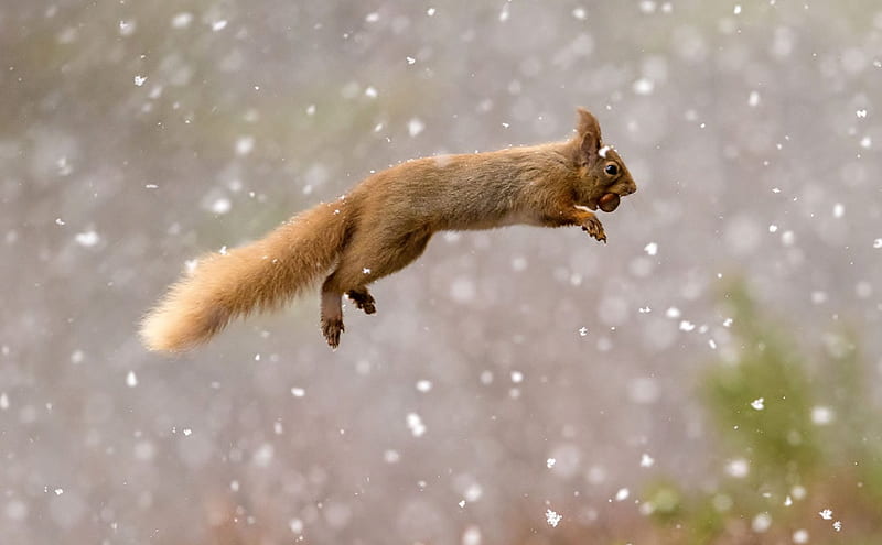 Red-squirrel, squirrel, Red, jump, animal, HD wallpaper