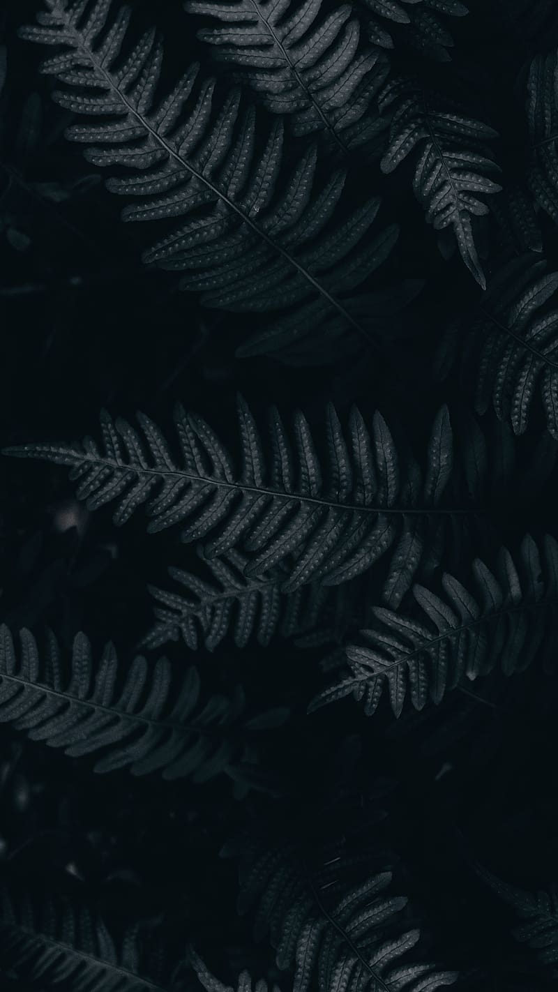 Aesthetic Black Ferns, aesthetic black, ferns, plants, leaves, HD phone ...