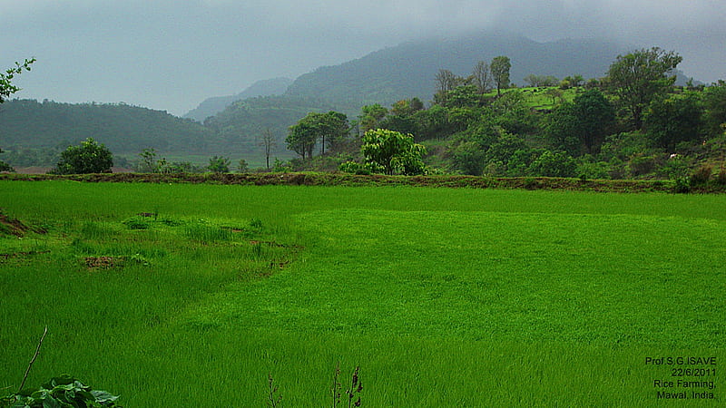 Rice Agriculture, sahyadri, dams, mawal, monsoon, pune, nilshi, landscape, HD wallpaper