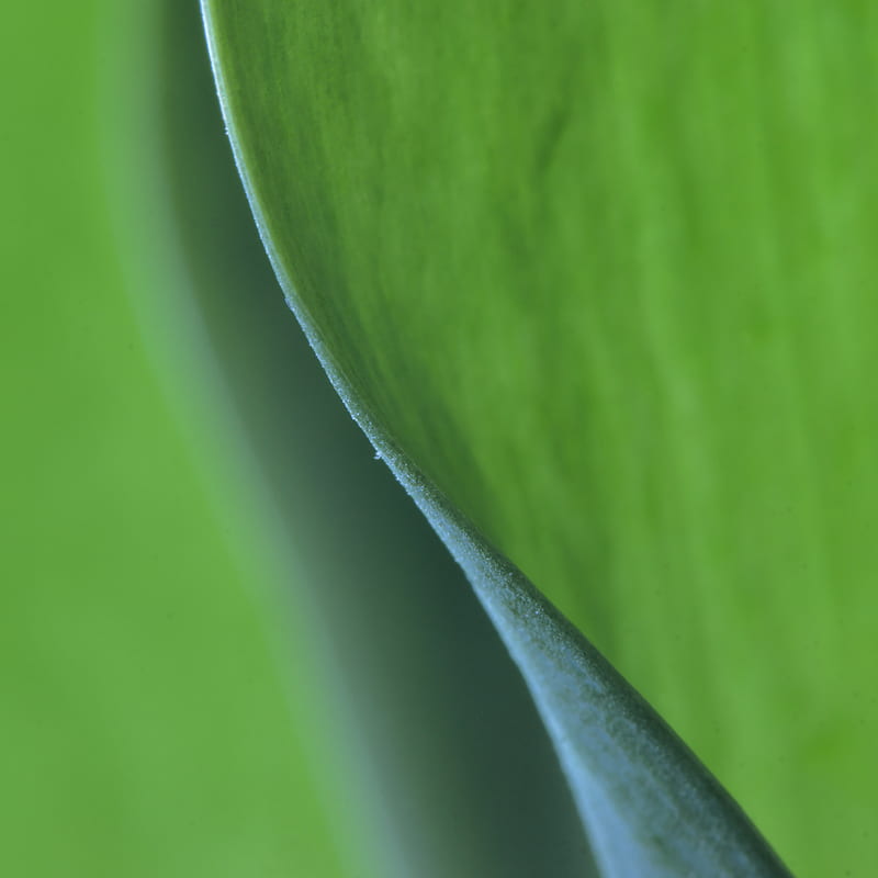 leaf, bend, macro, green, HD phone wallpaper