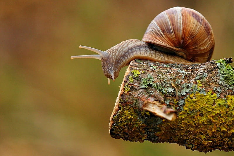 THAT LOOKS TOO FAR DOWN bugs, trees, snails, small, log, close up, macro, nature, animals, natural, wood, HD wallpaper