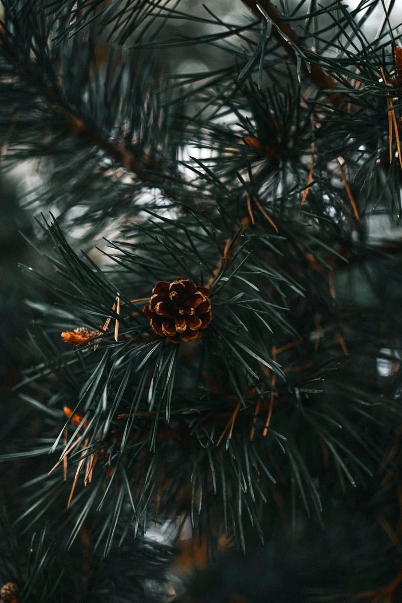 spruce cone, spruce, branch, needles, HD phone wallpaper