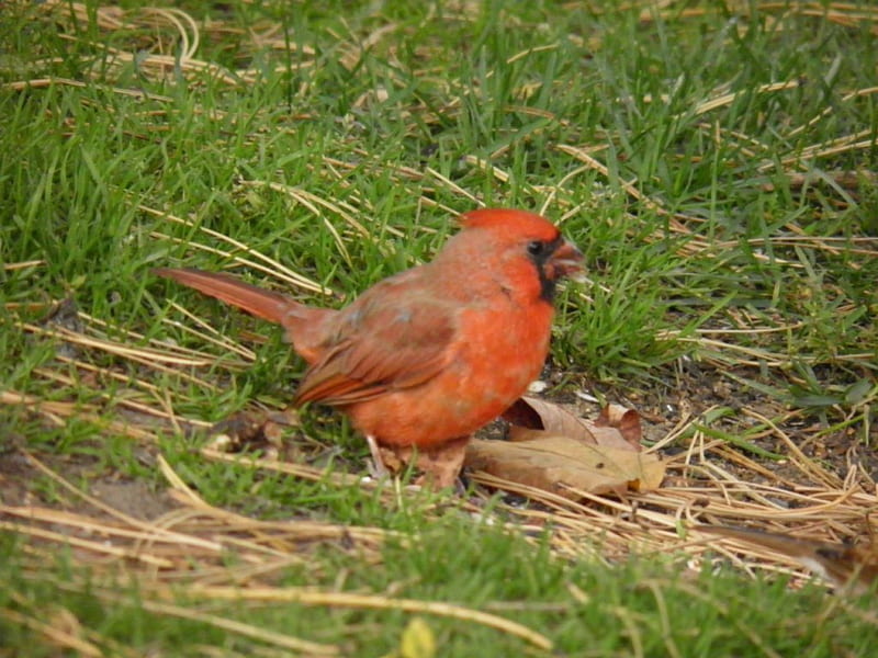 Bebé cardenal, rojo, cardenal rojo, pájaro, cardenal, Fondo de pantalla HD  | Peakpx