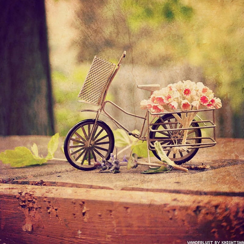 1920x1080px, 1080P free download | Wanderlust, cute, flowers, cycle ...