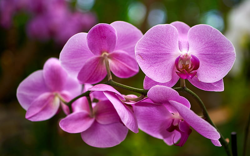 beautiful orchids, pink orchid, tropical flowers, orchids, beautiful flowers, HD wallpaper