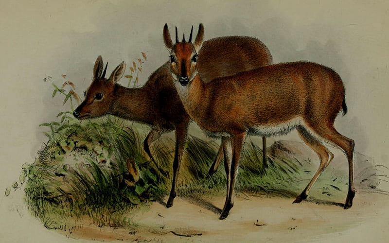 Deer Family, sky, green, brown, deer, animals, HD wallpaper