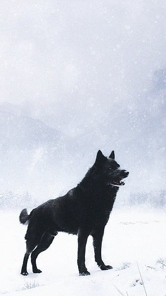 Black Alpha Wolf Wallpaper